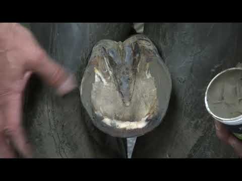 Nailing the Comfort Sport Horseshoe