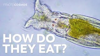 How Microscopic Hunters Get Their Lunch