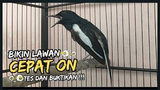 Download lagu Suara Burung Kacer Bikin Lawan Emosi Gacor, Pancingan Kacer Agar Cepat Emosi Gacor mp3