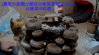 [農家の菜園]20/12/11 ２個目の椎茸栽培キットpart3 椎茸収穫　[家庭菜園]