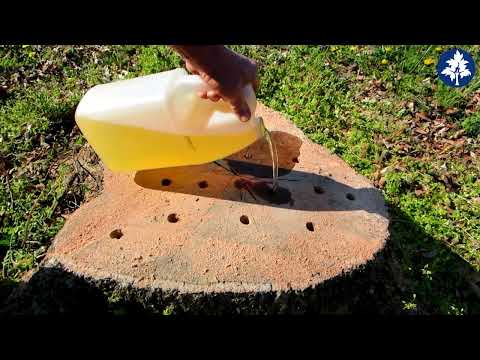 Possibly Easy Way To Remove A Tree Stump - Complete Burn
