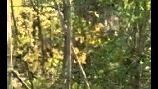 My daughter sees a Bigfoot.