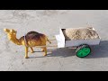 How To Make A Camel Cart MINI CAMEL Cart Uut Gaadi