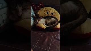 Download lagu #cat #shortvideo mp3