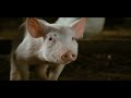 Charlotte S Web 2006 Templeton Tells The Dark Truth
