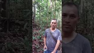 preview picture of video 'Trekking di Bukit Bangkirai, Kaltim'