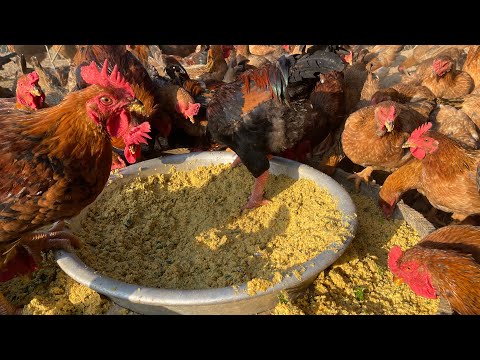 , title : 'How to mix food for free-range chickens at home - 19-day chicken care - chicken farm'