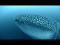 Encounter with a curious adult Whale Shark in Galapagos