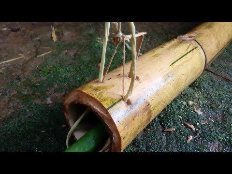 Primitive Technology : How To Make A Traditional Rat Trap