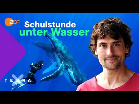 Live Schulstunde | Der Kreislauf des Lebens im Meer: Vom Buckelwal zum Schleimaal | Terra X plus