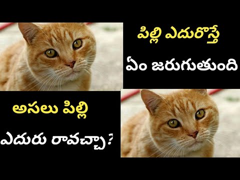 పిల్లి ఎదురొస్తే ఏం జరుగుతుందో తెలుసాcateffects hindu facts about catscats atprayana