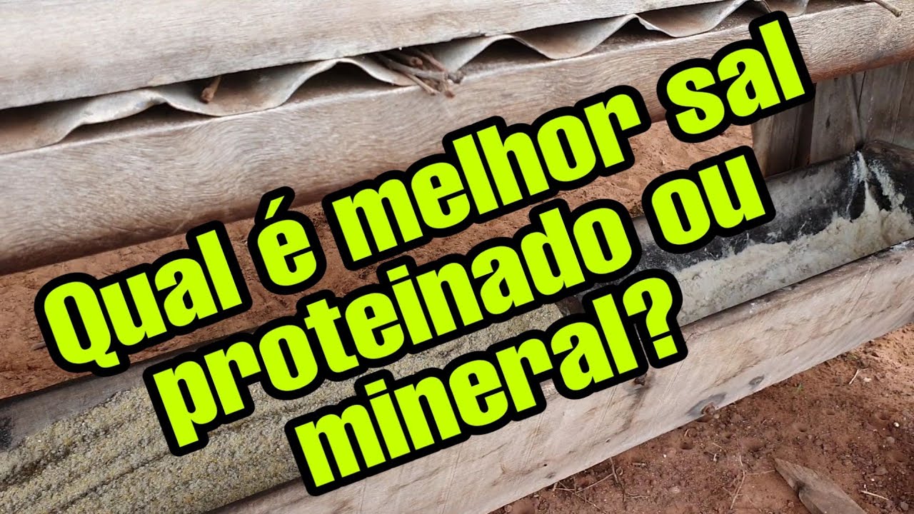 Sal proteinado ou sal mineral. Qual é melhor?