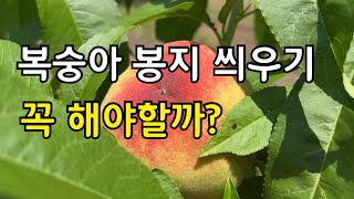 복숭아 봉지 씌우기는 필수 아닌 선택입니다