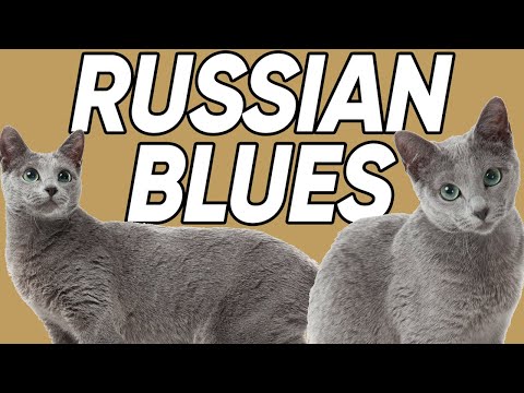 7 FASCINATING Facts About The Russian Blue Cat Breed