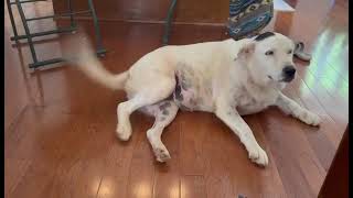 Video preview image #1 Lab-Pointer Puppy For Sale in Arlington, VA, USA