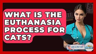 What Is The Euthanasia Process For Cats - Ask A Pet Vet