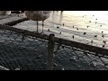Feeding French Fries To Seattle Seagulls