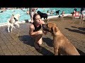 Zwemmen met je hond in het buitenbad van De Hoorn