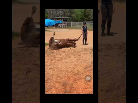 Don’t worry he is fine but it’s funny bc his name is clay and he is rolling in clay 😂😂😂