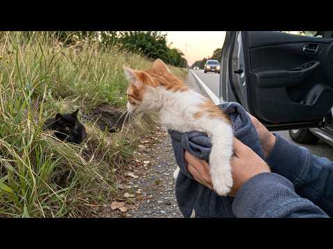 This Stray Kitten Wouldn’t Let Me Save Him Without His “Brother”