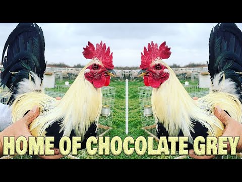 Beautiful Chocolate Grey David Duran Grey Rock Farm Visit