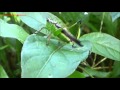 Green Cricket Making Sounds