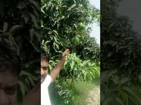 आम के बगीची बगीचे