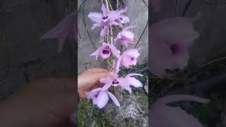 Wild Orchid #shorts #orchids