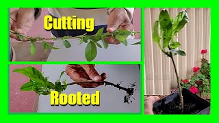 How to Propagate Night Blooming Jasmine From Cuttings | Night Blooming Jasmine Propagation