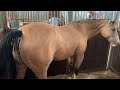 Mare Is In Heat Mare Is Winking Mare Peeing Mare Urinating