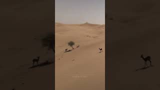 الشاعر ابوفيصل علوي بن جرادان النسي الهلالي