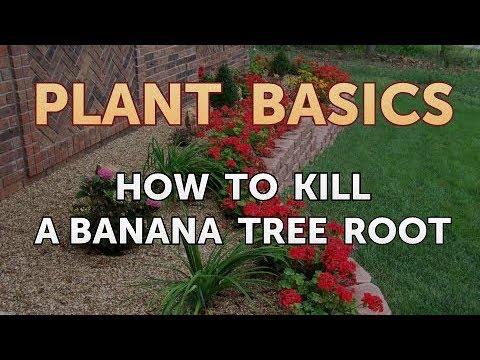 How to Dry an Overwatered Plant