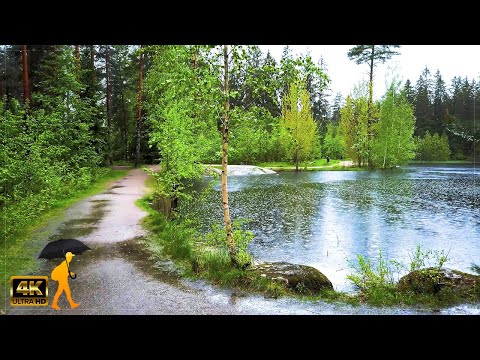 Walking in a Rainforest 🌧️ Ollilanlampi, Kerava, Finland