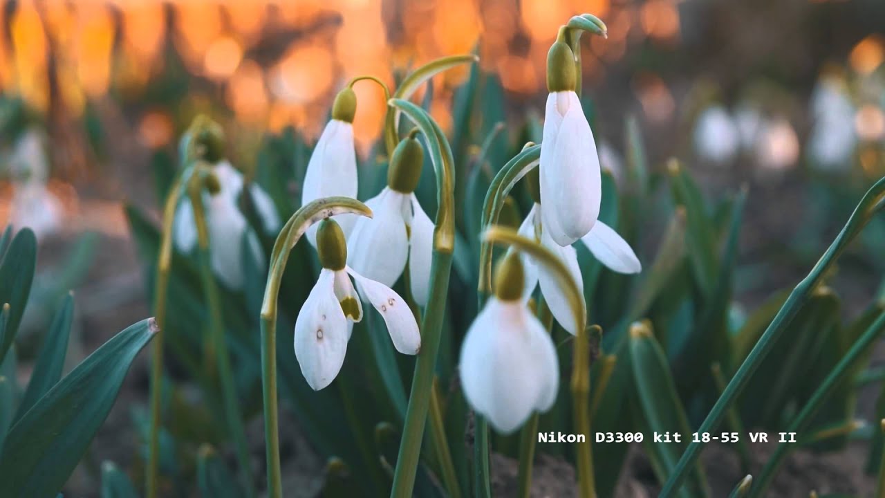 Зеркальный фотоаппарат Nikon D3300 Kit 18-55 VR AF-P