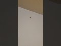 Roach infested Motel room.