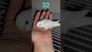 Download lagu Baby Budgie 1 to 30 Day Growth Stages mp3