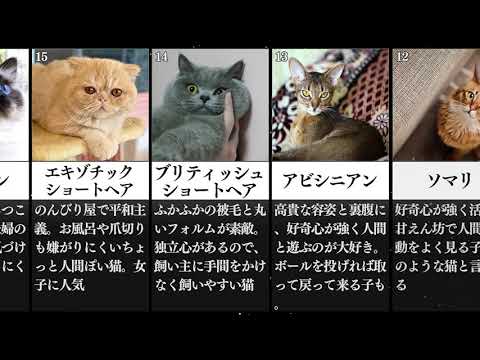 世界最古の猫の品種 - 5. ターキッシュ バン