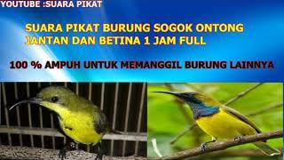 Download lagu SUARA PIKAT BURUNG SOGOK ONTONG JANTAN DAN BETINA 1 JAM FULL mp3