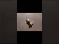 Ambush bug (Phymata pennsylvanica) Day 1
