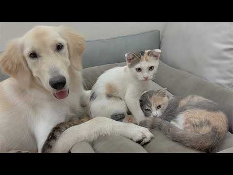 YouTube 썸네일