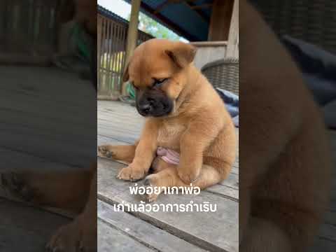 เก่าพุงนิดหน่อยง่วงนอนเลย😂😂 #funny #ลูกหมา #shortvideo #dog #shorts #cutedog