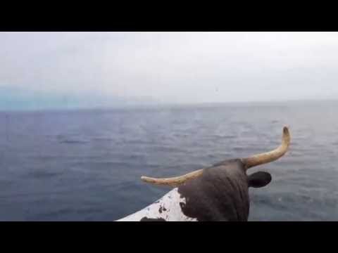 COPY007 - Didier dlb - Faction (Video Cut)