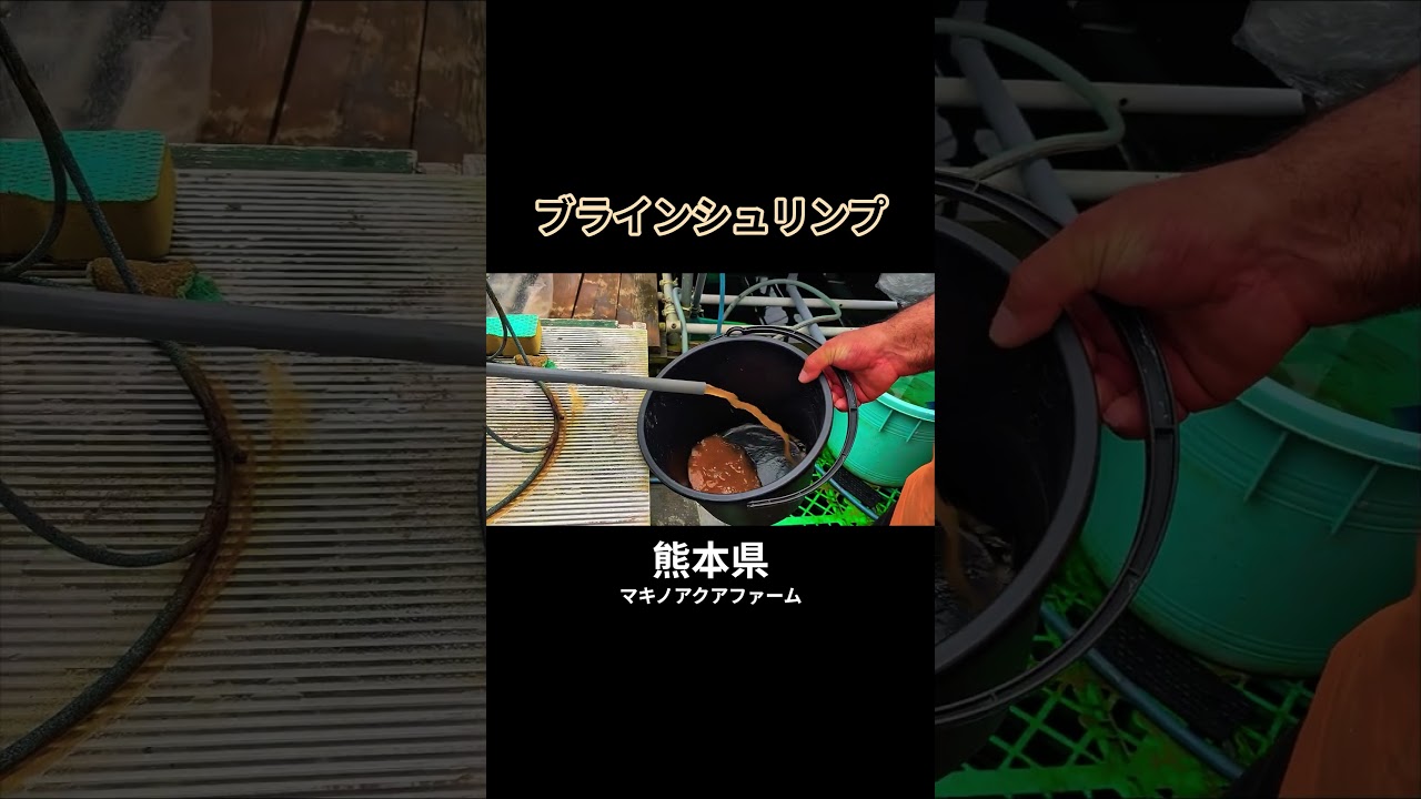 【熊本】めちゃくちゃ良い色のブラインシュリンプが出来ました！ #熊本 #shorts #short