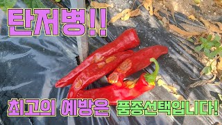 탄저병 최고의 예방은 품종선택입니다!! 고추농사 잘 짓는법!!