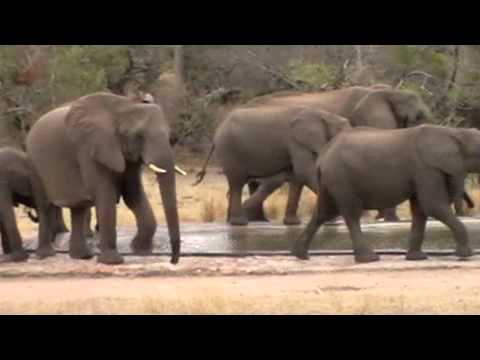 Kruger Park video safari (3) - South Africa (2011) baboons playing