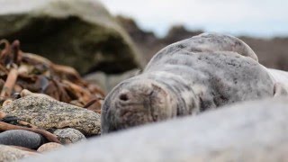 chut! un bébé phoque dors