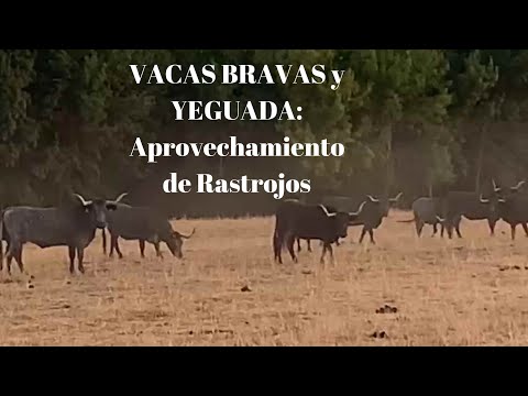 VACAS BRAVAS y YEGUADA de VICTORINO MARTÍN: Aprovechamiento de Rastrojos