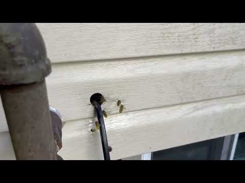 Yellow Jackets Nest Inside Gap Around Utility Line in Little Silver, NJ