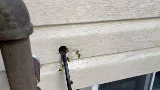 Watch video: Yellow Jackets Nest Inside Gap Around Utility Line in Little Silver, NJ