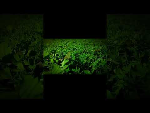 Village life | Deol jatinder 295 | #deoljatinder295#2024 #villagelife #villagevlog #viralvideo#vlog